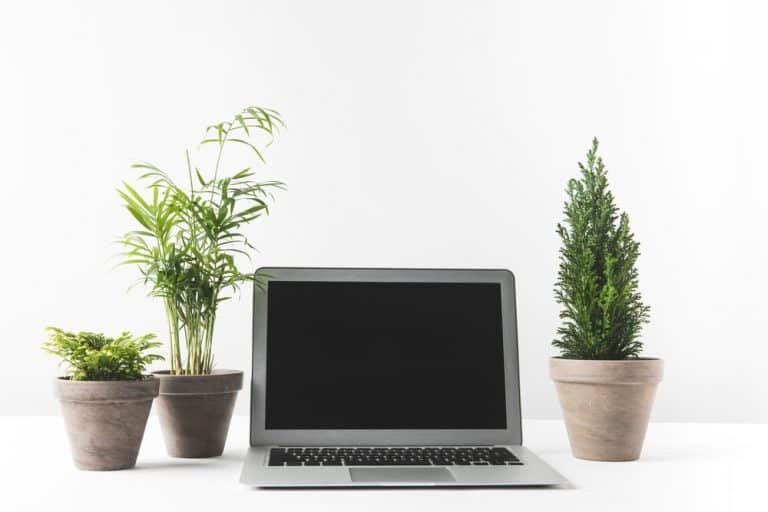 Does EMF Affect Plant Growth